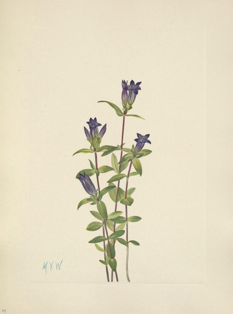 N American Wild Flowers 1925 Riverbank Gentian Canvas Art - Mary V Walcott (24 x 36)