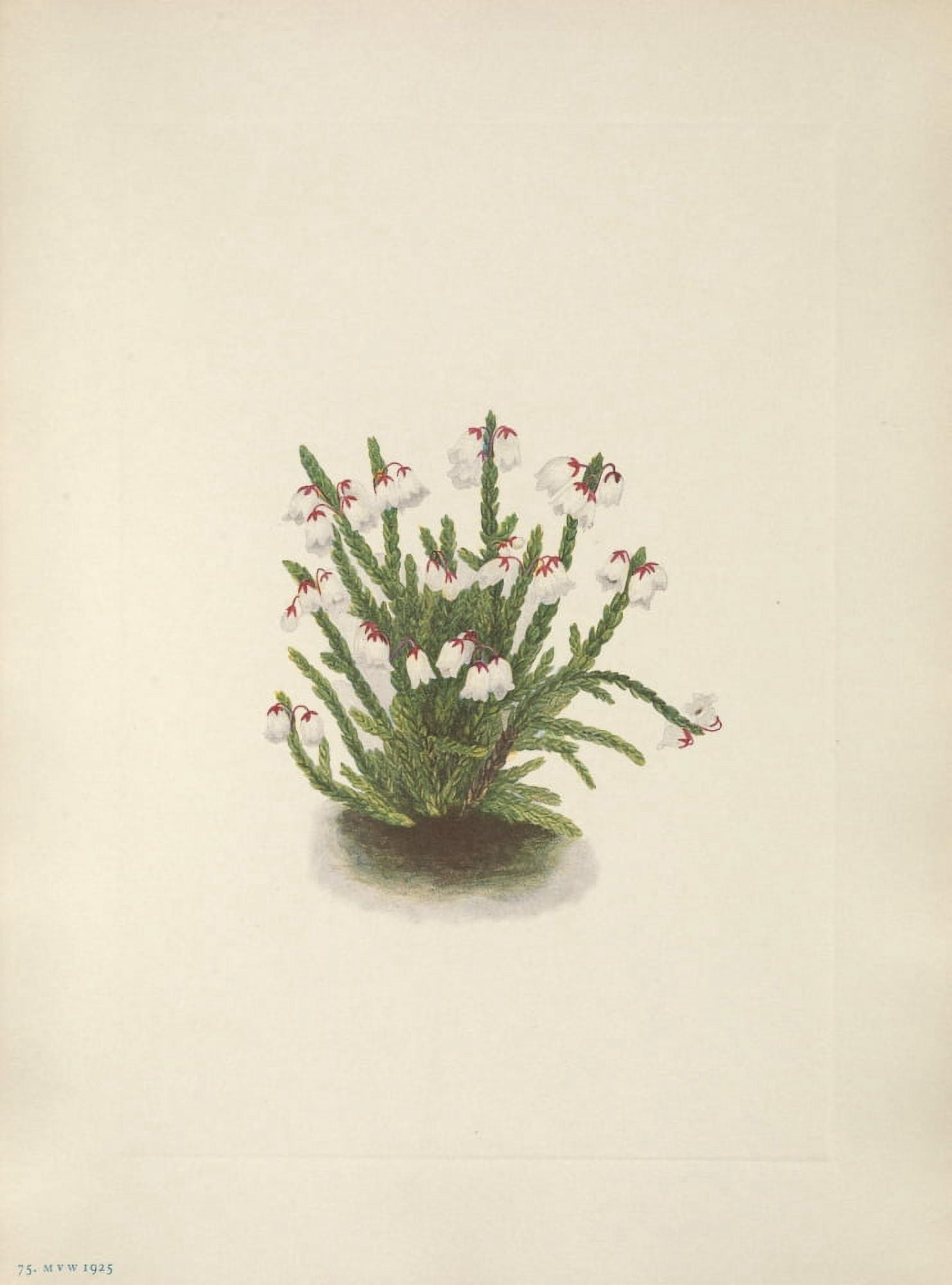 N American Wild Flowers 1925 Rocky Mountain Cassiope Canvas Art - Mary V Walcott (18 x 24)