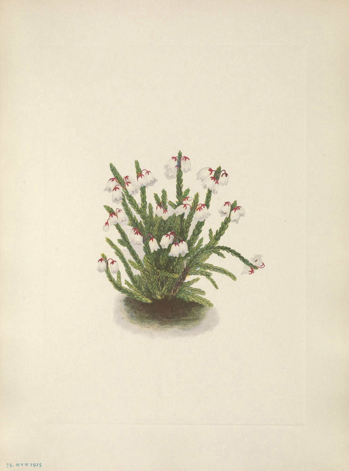 N American Wild Flowers 1925 Rocky Mountain Cassiope Canvas Art - Mary V Walcott (24 x 36)