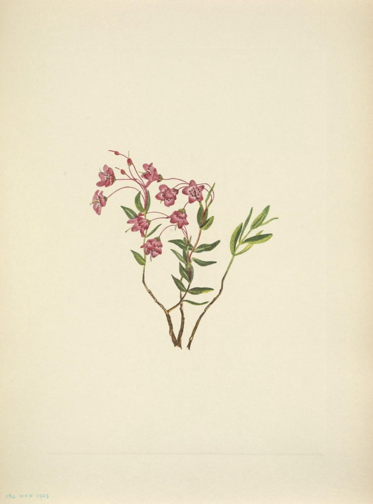N American Wild Flowers 1925 Rocky Mountain Kalmia Canvas Art - Mary V Walcott (24 x 36)