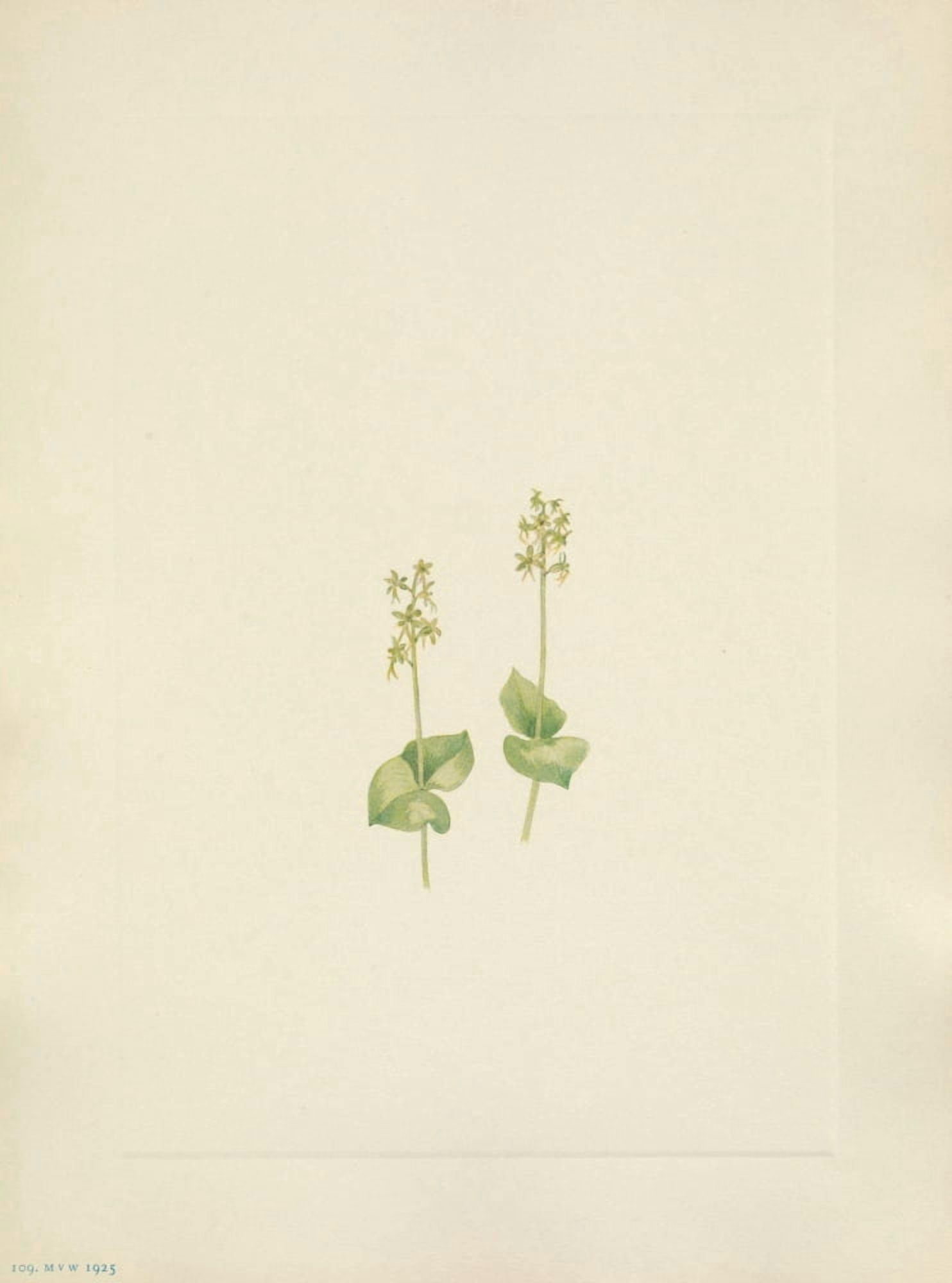 N American Wild Flowers 1925 Rocky Mountain Twayblade Canvas Art - Mary V Walcott (24 x 36)