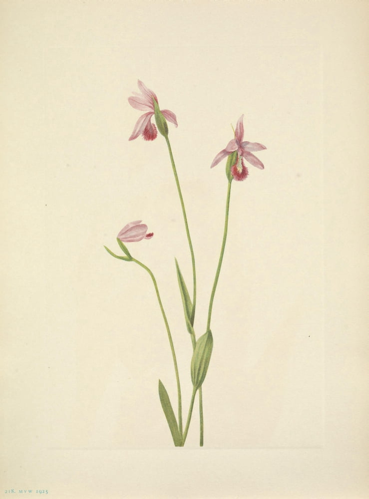 N American Wild Flowers 1925 Rosa Pogonia Canvas Art - Mary V Walcott (24 x 36)