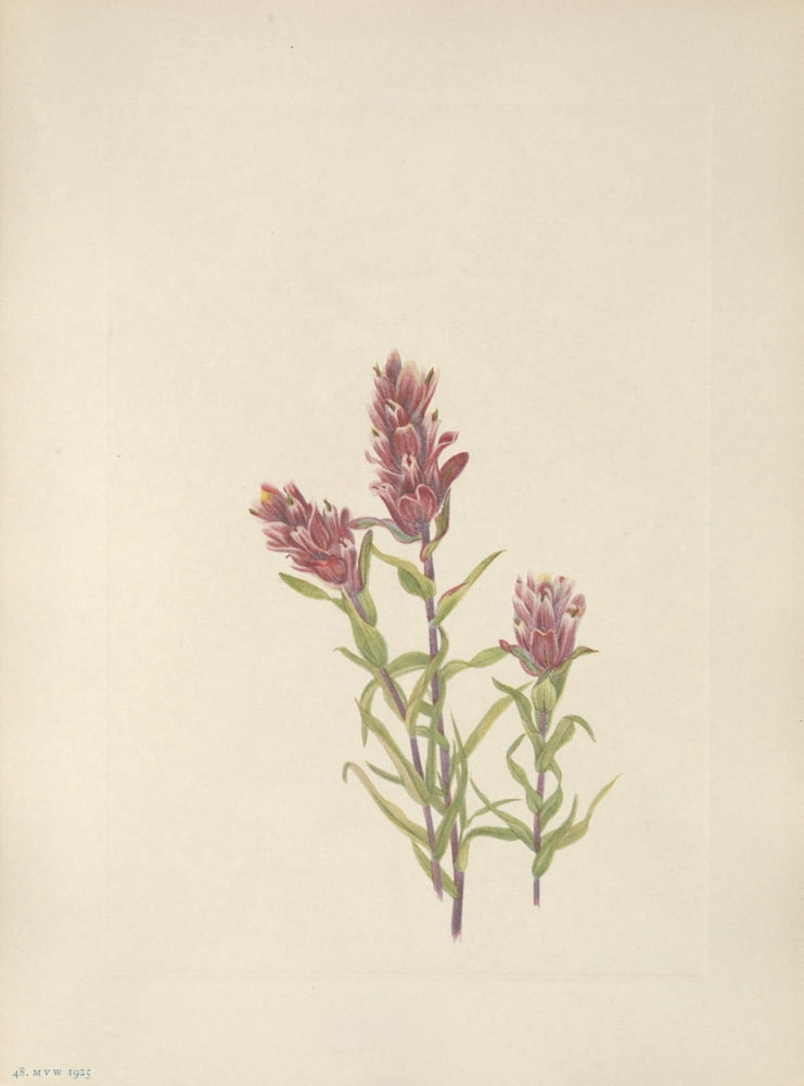 N American Wild Flowers 1925 Rose Paintbrush Canvas Art - Mary V Walcott (24 x 36)