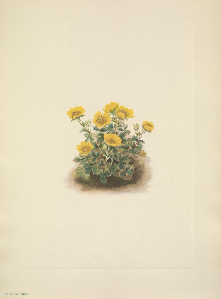 N American Wild Flowers 1925 Rosette Cinquefoil Canvas Art - Mary V Walcott (18 x 24)
