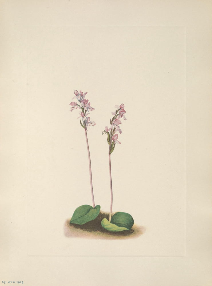 N American Wild Flowers 1925 Roundleaf Orchis Canvas Art - Mary V Walcott (24 x 36)