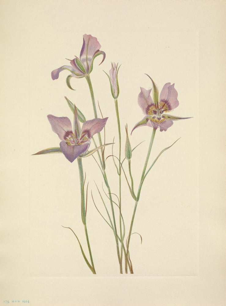 N American Wild Flowers 1925 Sagebrush Mariposa Canvas Art - Mary V Walcott (24 x 36)