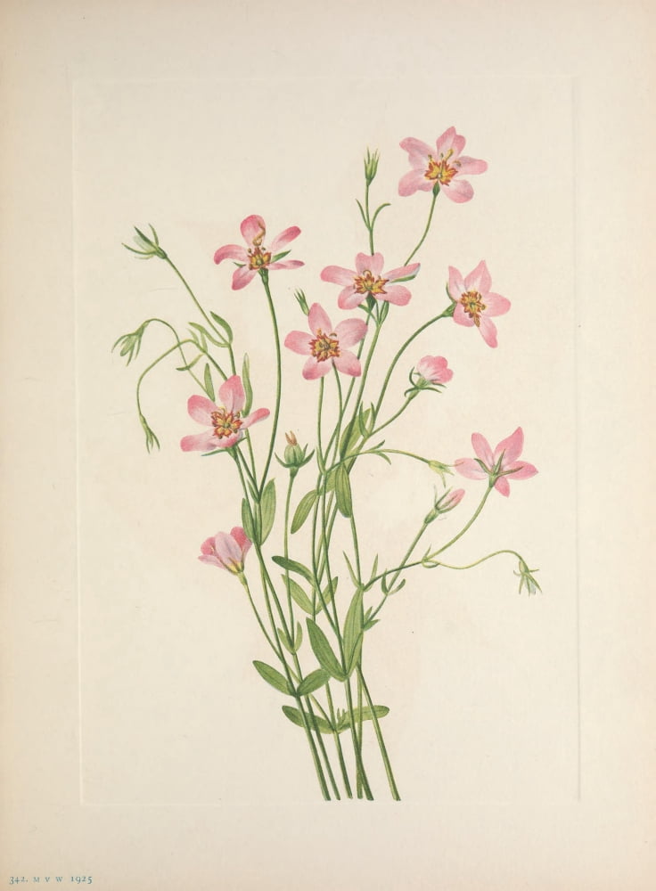 N American Wild Flowers 1925 Saltmarsh Rosegentian Canvas Art - Mary V Walcott (24 x 36)