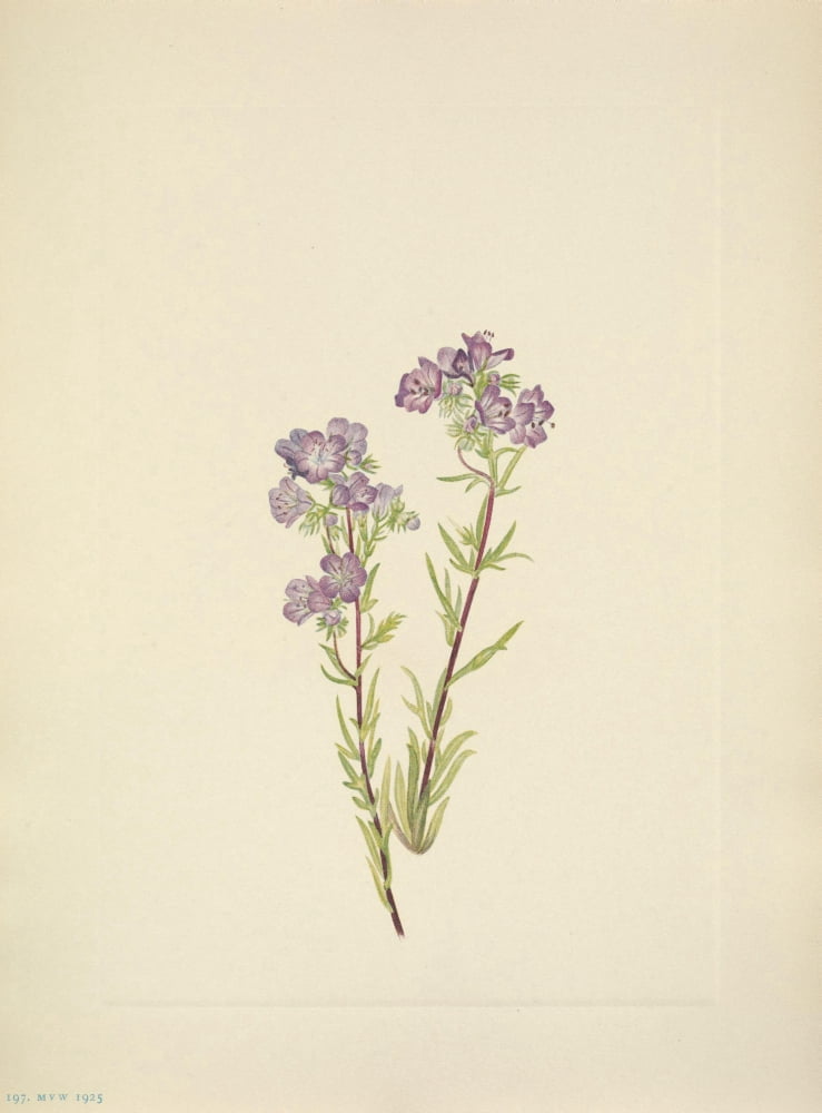N American Wild Flowers 1925 Sand Phacelia Canvas Art - Mary V Walcott (18 x 24)