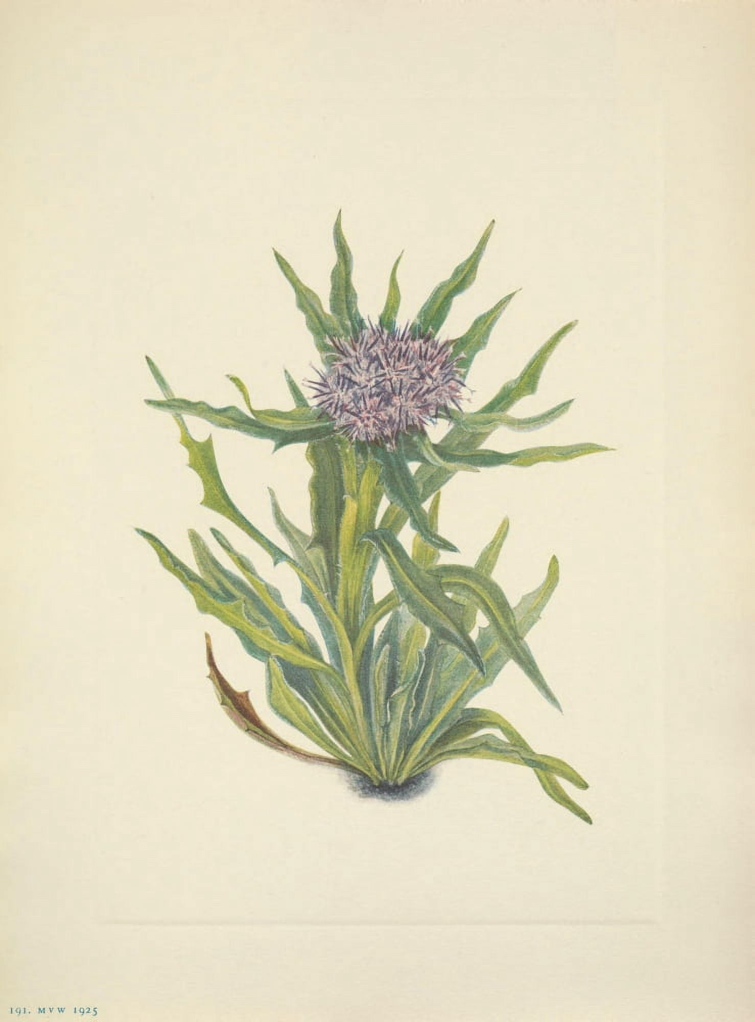 N American Wild Flowers 1925 Saussurea Canvas Art - Mary V Walcott (18 x 24)