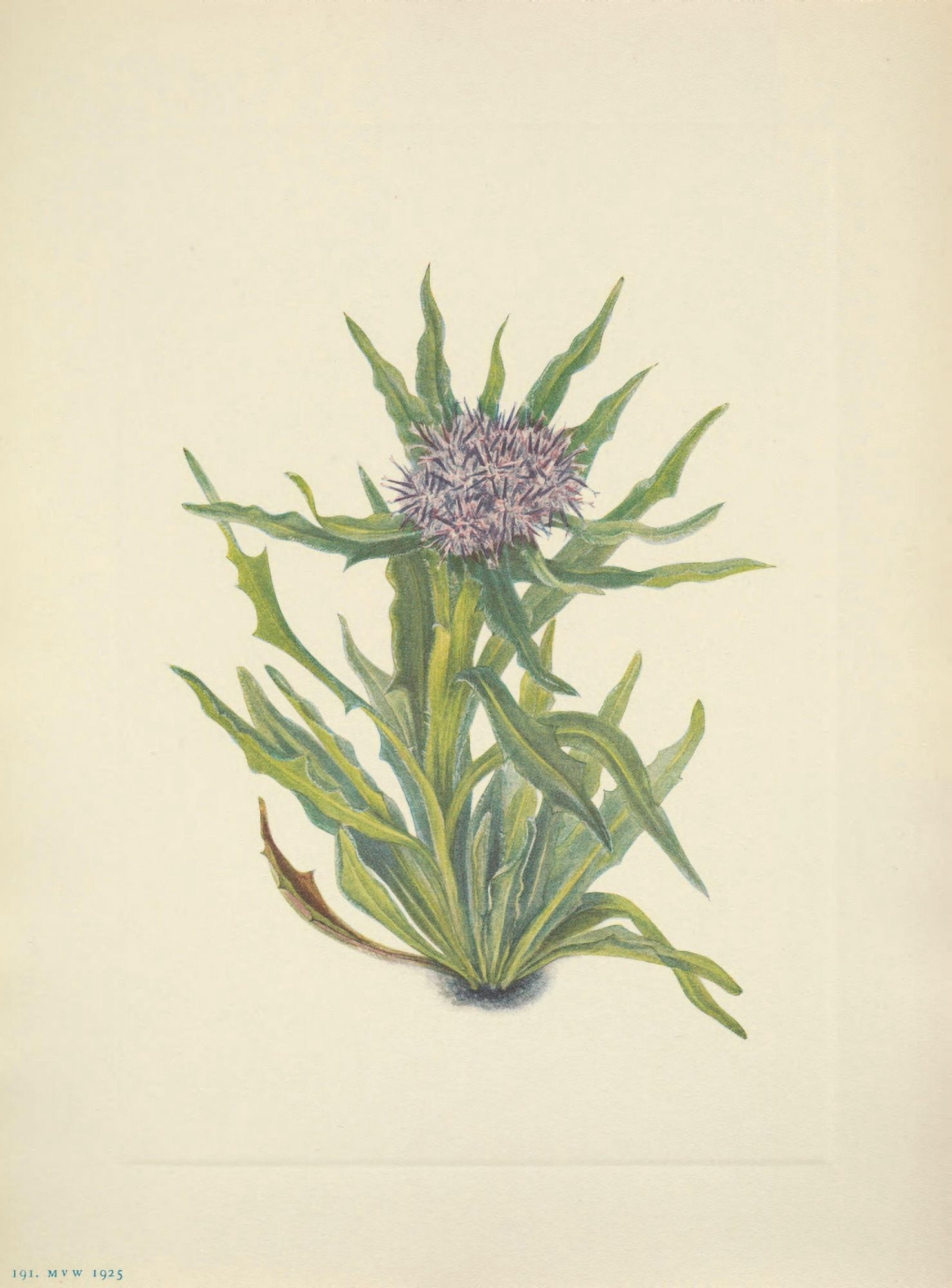N American Wild Flowers 1925 Saussurea Canvas Art - Mary V Walcott (24 x 36)