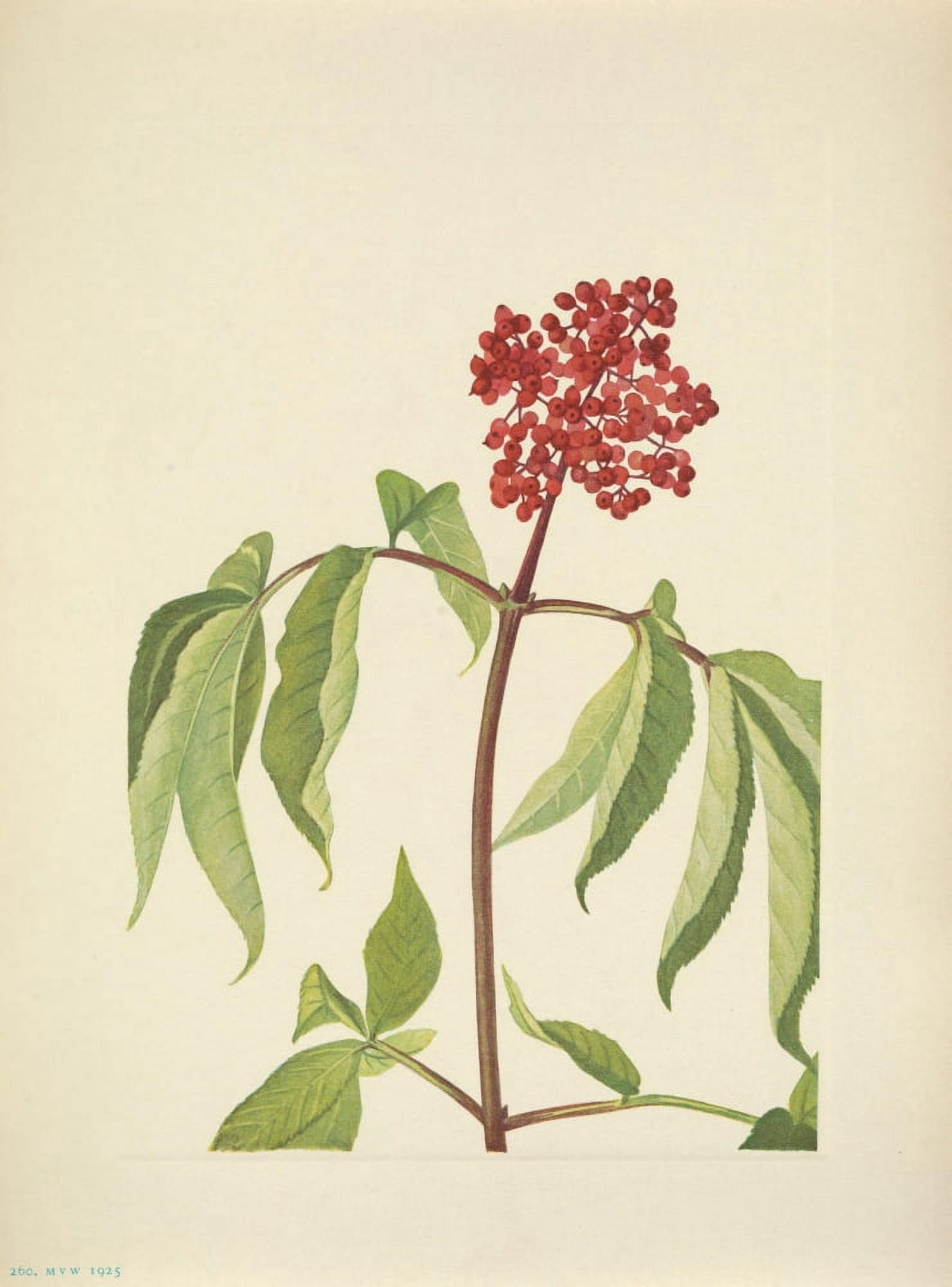 N American Wild Flowers 1925 Scarlet Elder Canvas Art - Mary V Walcott (18 x 24)