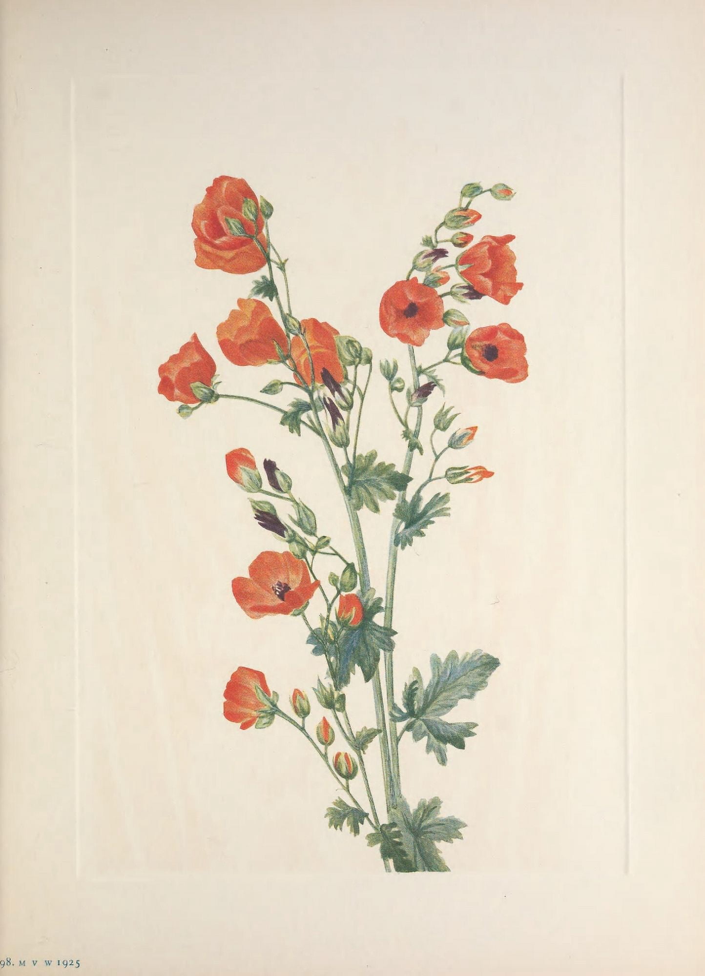 N American Wild Flowers 1925 Scarlet Globe-mallow Canvas Art - Mary V Walcott (18 x 24)