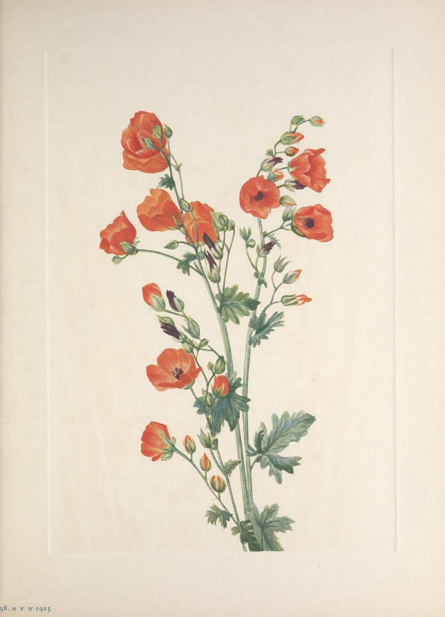 N American Wild Flowers 1925 Scarlet Globe-mallow Canvas Art - Mary V Walcott (24 x 36)