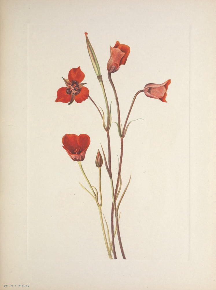 N American Wild Flowers 1925 Scarlet Mariposa Canvas Art - Mary V Walcott (24 x 36)