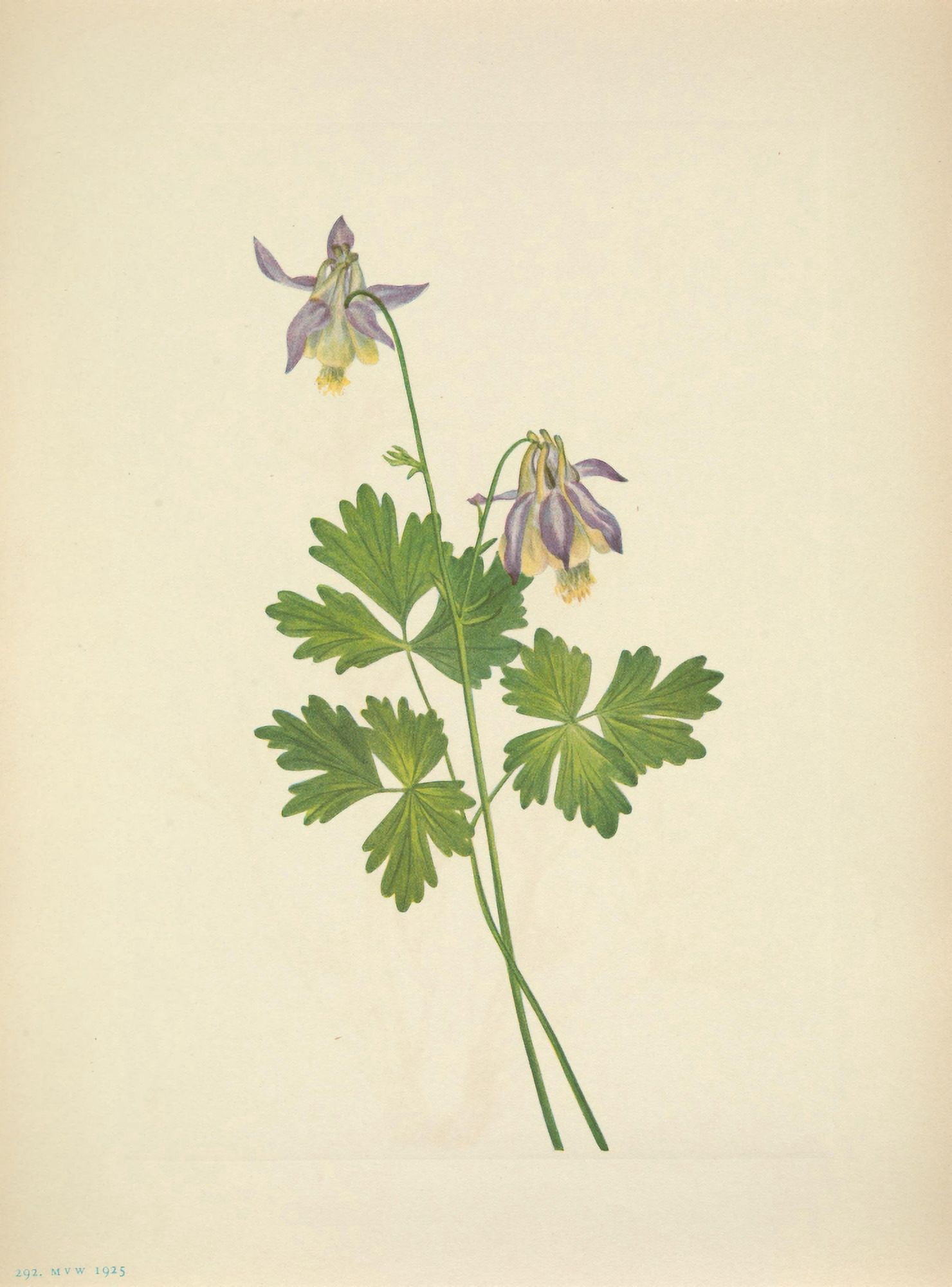 N American Wild Flowers 1925 Shortspur Columbine Canvas Art - Mary V Walcott (24 x 36)