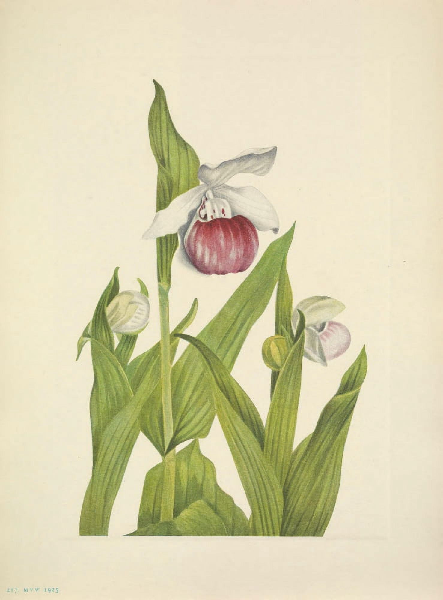 N American Wild Flowers 1925 Showy Ladyslipper Canvas Art - Mary V Walcott (18 x 24)
