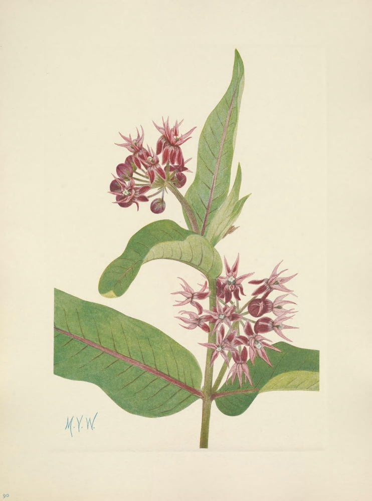 N American Wild Flowers 1925 Showy Milkweed Canvas Art - Mary V Walcott (24 x 36)