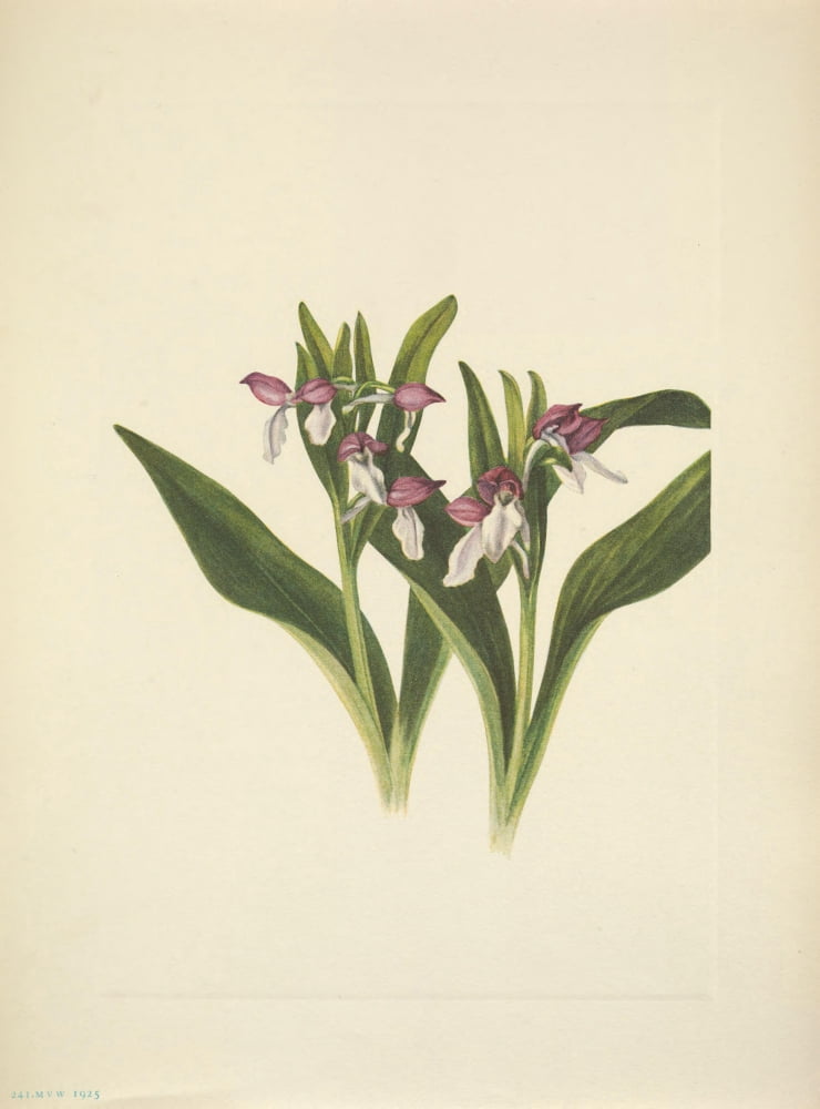 N American Wild Flowers 1925 Showy Orchis Canvas Art - Mary V Walcott (24 x 36)