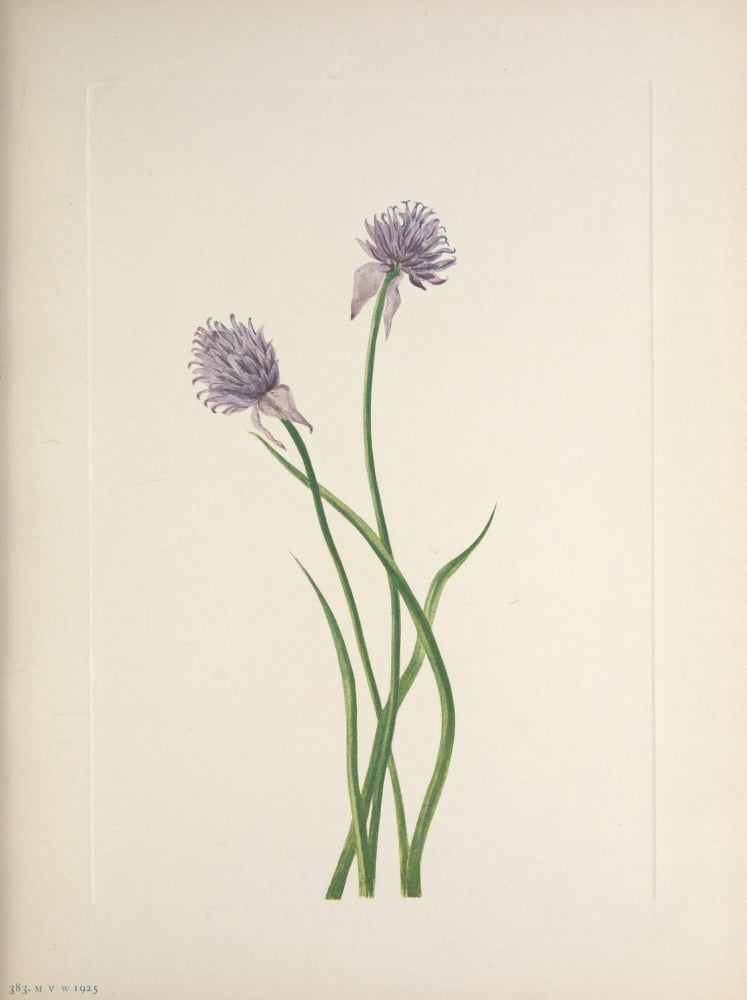 N American Wild Flowers 1925 Siberian Onion Canvas Art - Mary V Walcott (18 x 24)