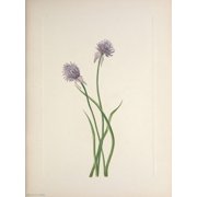 N American Wild Flowers 1925 Siberian Onion Canvas Art - Mary V Walcott 24 x 36