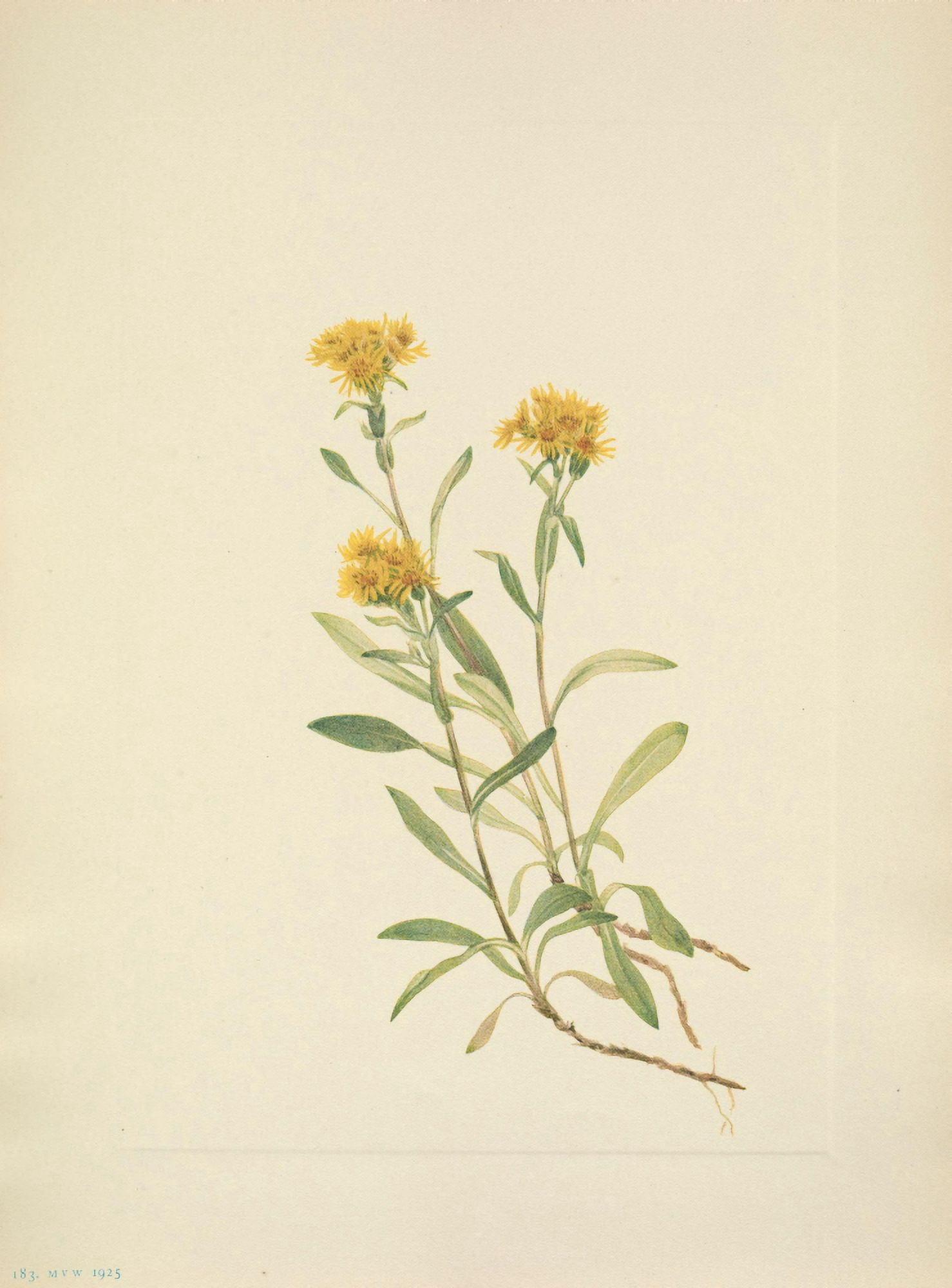 N American Wild Flowers 1925 Sidesaddle Goldenrod Canvas Art - Mary V Walcott (18 x 24)