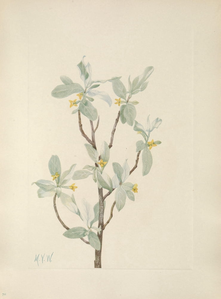 N American Wild Flowers 1925 Silverberry flower Canvas Art - Mary V Walcott (24 x 36)