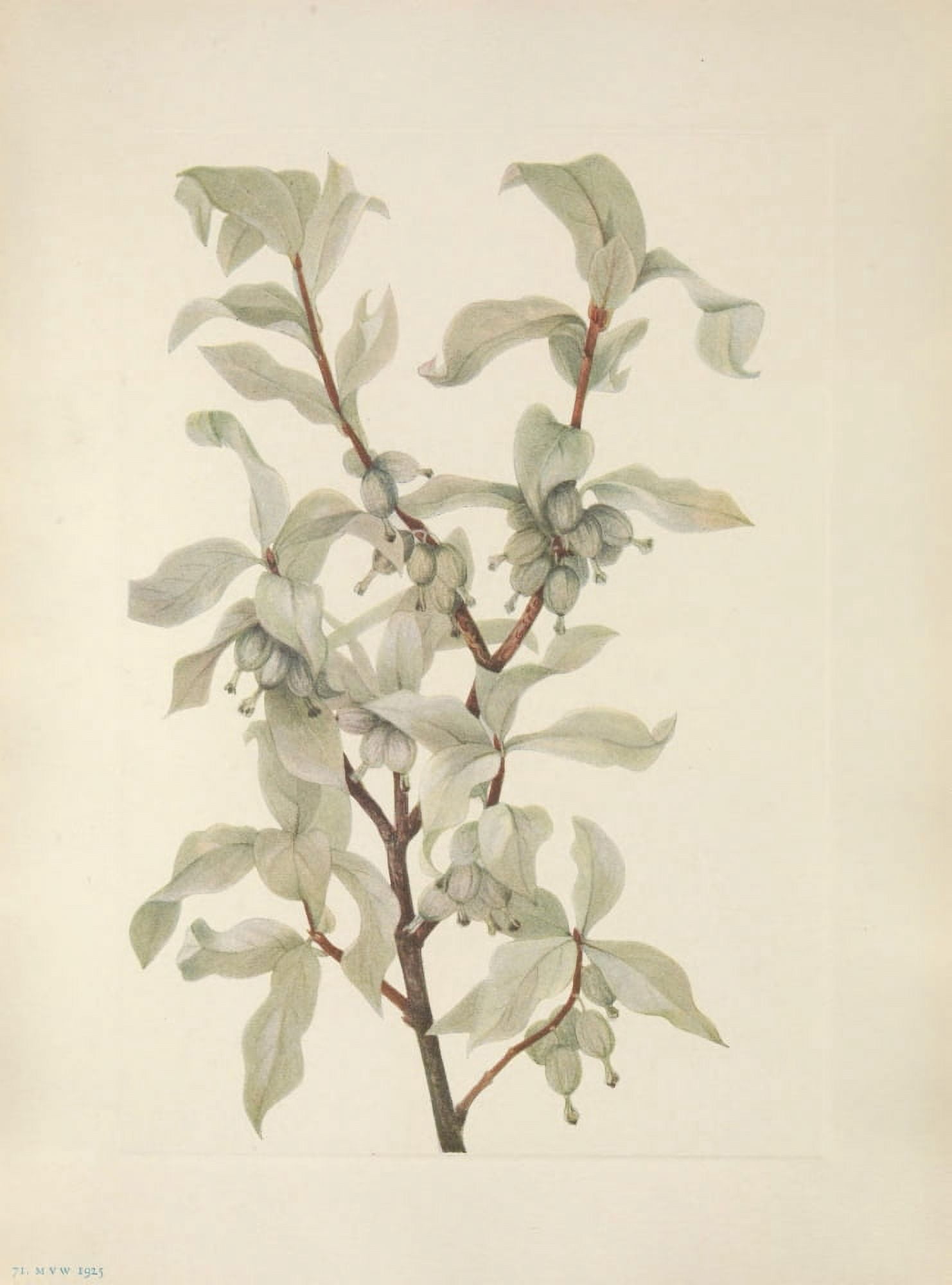 N American Wild Flowers 1925 Silverberry fruit Canvas Art - Mary V Walcott (24 x 36)