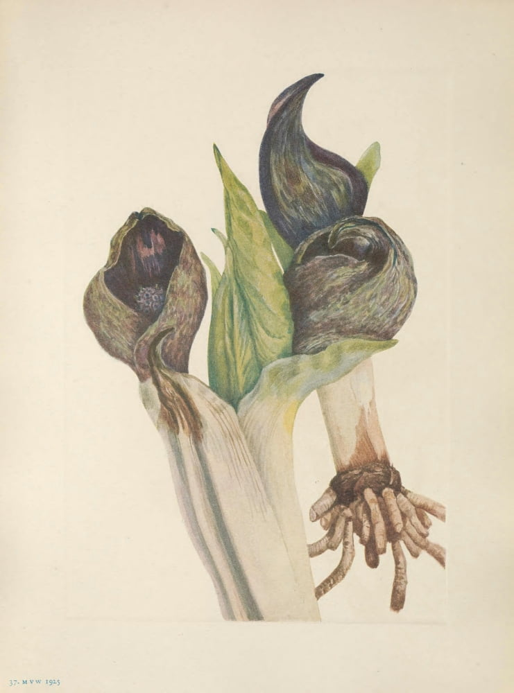 N American Wild Flowers 1925 Skunkcabbage Canvas Art - Mary V Walcott (24 x 36)