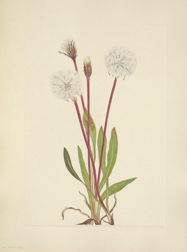 N American Wild Flowers 1925 Slender Agoseris Canvas Art - Mary V Walcott (18 x 24)