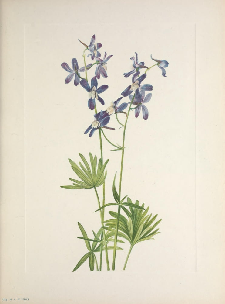 N American Wild Flowers 1925 Slim Larkspur Canvas Art - Mary V Walcott (18 x 24)