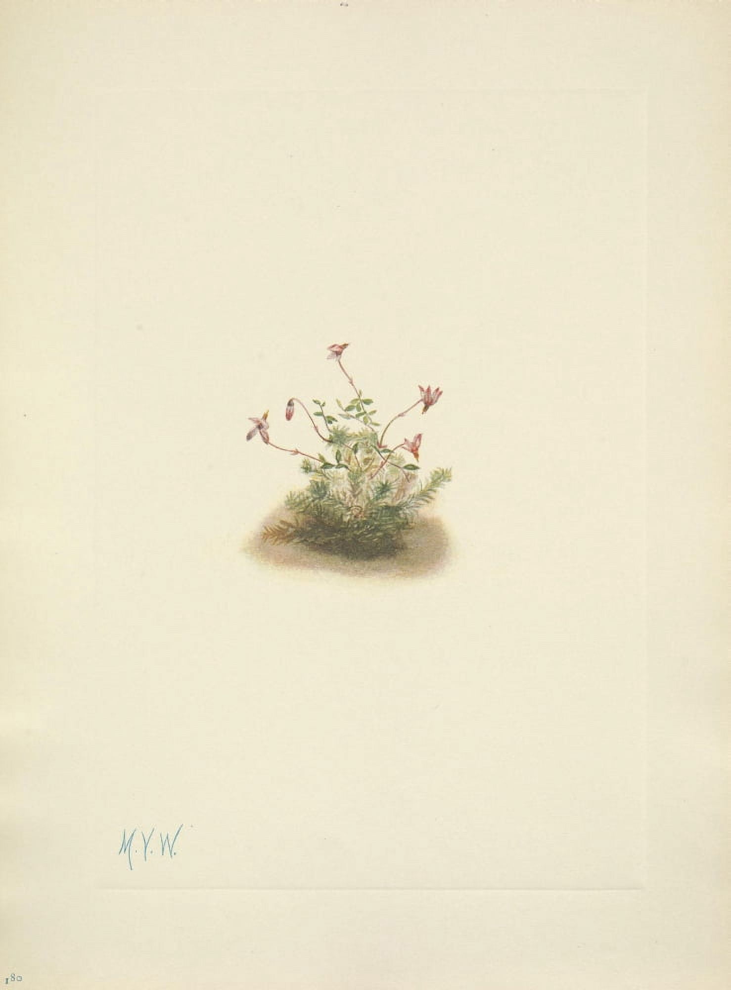 N American Wild Flowers 1925 Small Cranberry Canvas Art - Mary V Walcott (18 x 24)