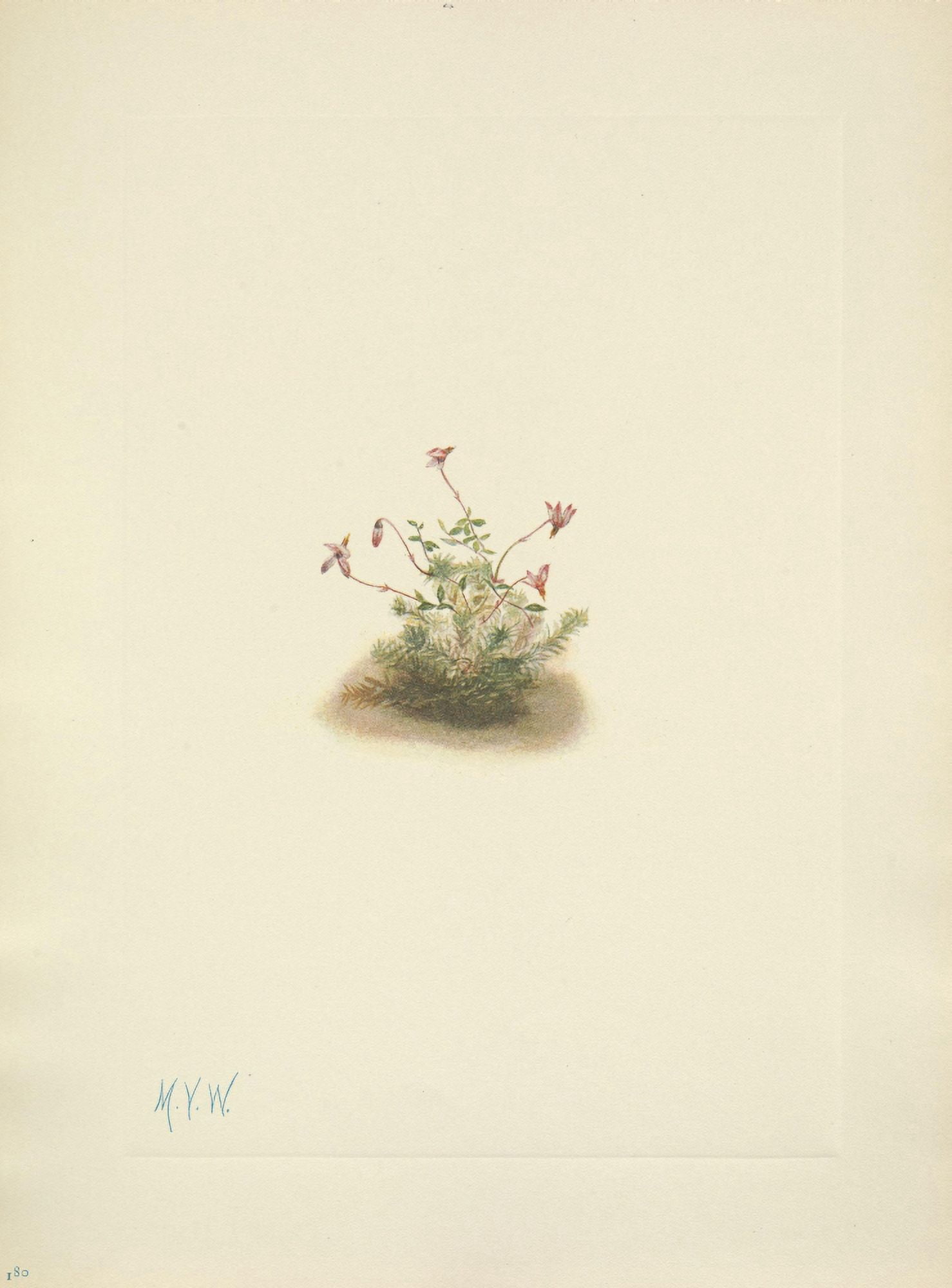 N American Wild Flowers 1925 Small Cranberry Canvas Art - Mary V Walcott (24 x 36)