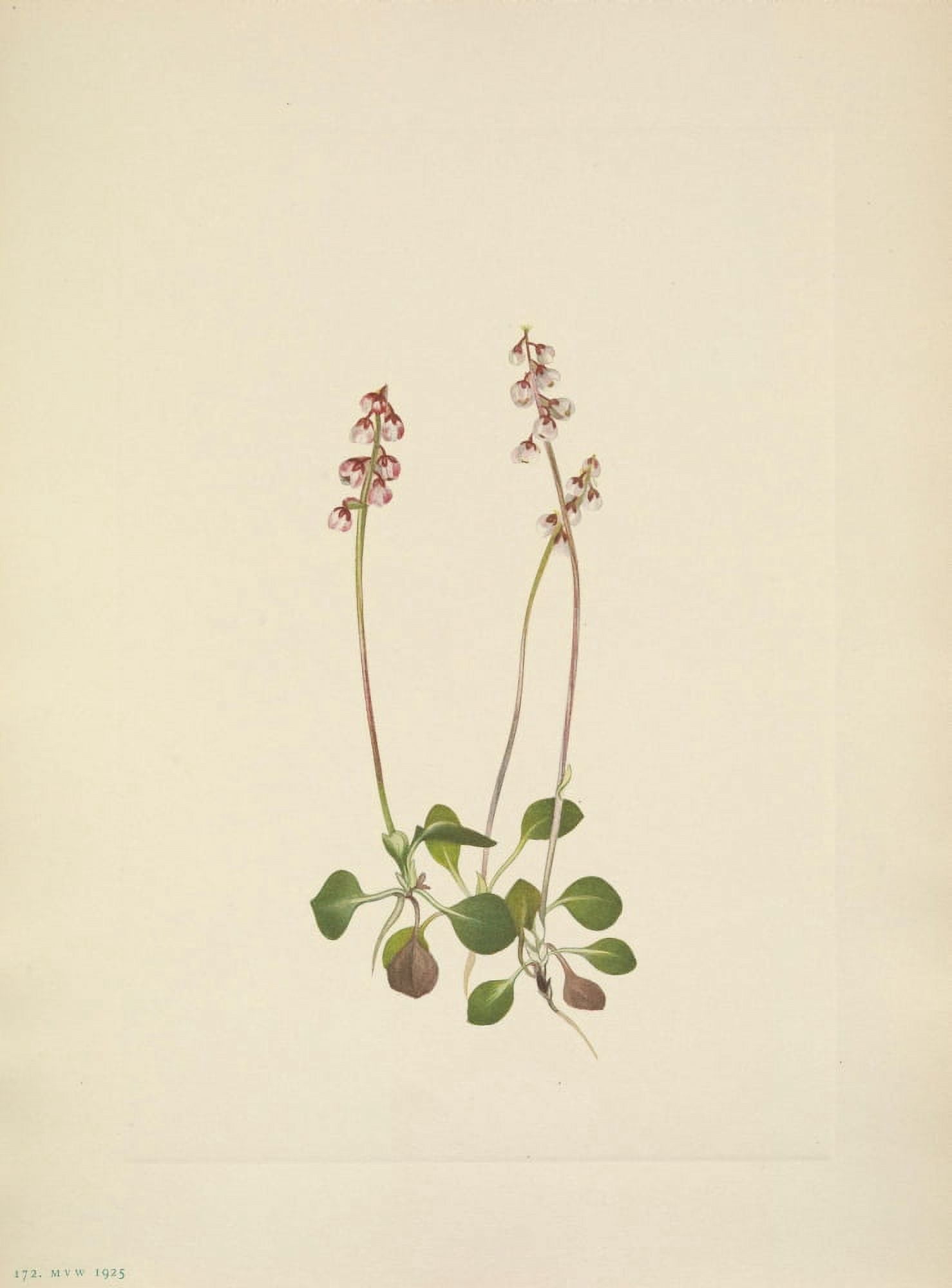 N American Wild Flowers 1925 Small Pyrola Canvas Art - Mary V Walcott (18 x 24)