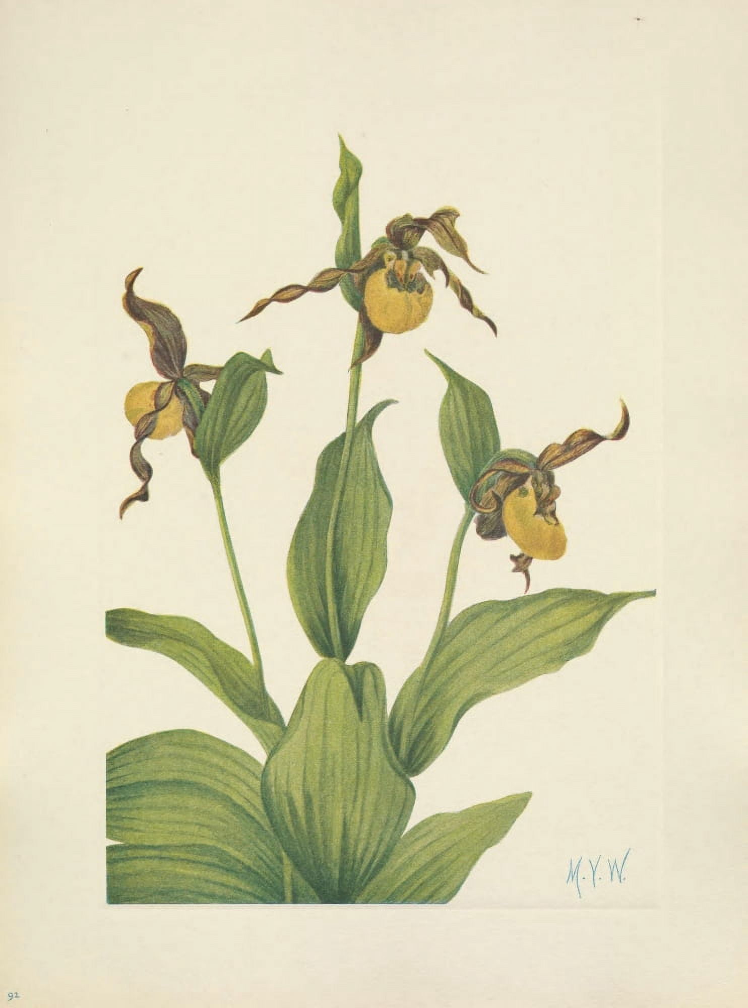 N American Wild Flowers 1925 Small Yellow Ladyslipper Canvas Art - Mary V Walcott (18 x 24)