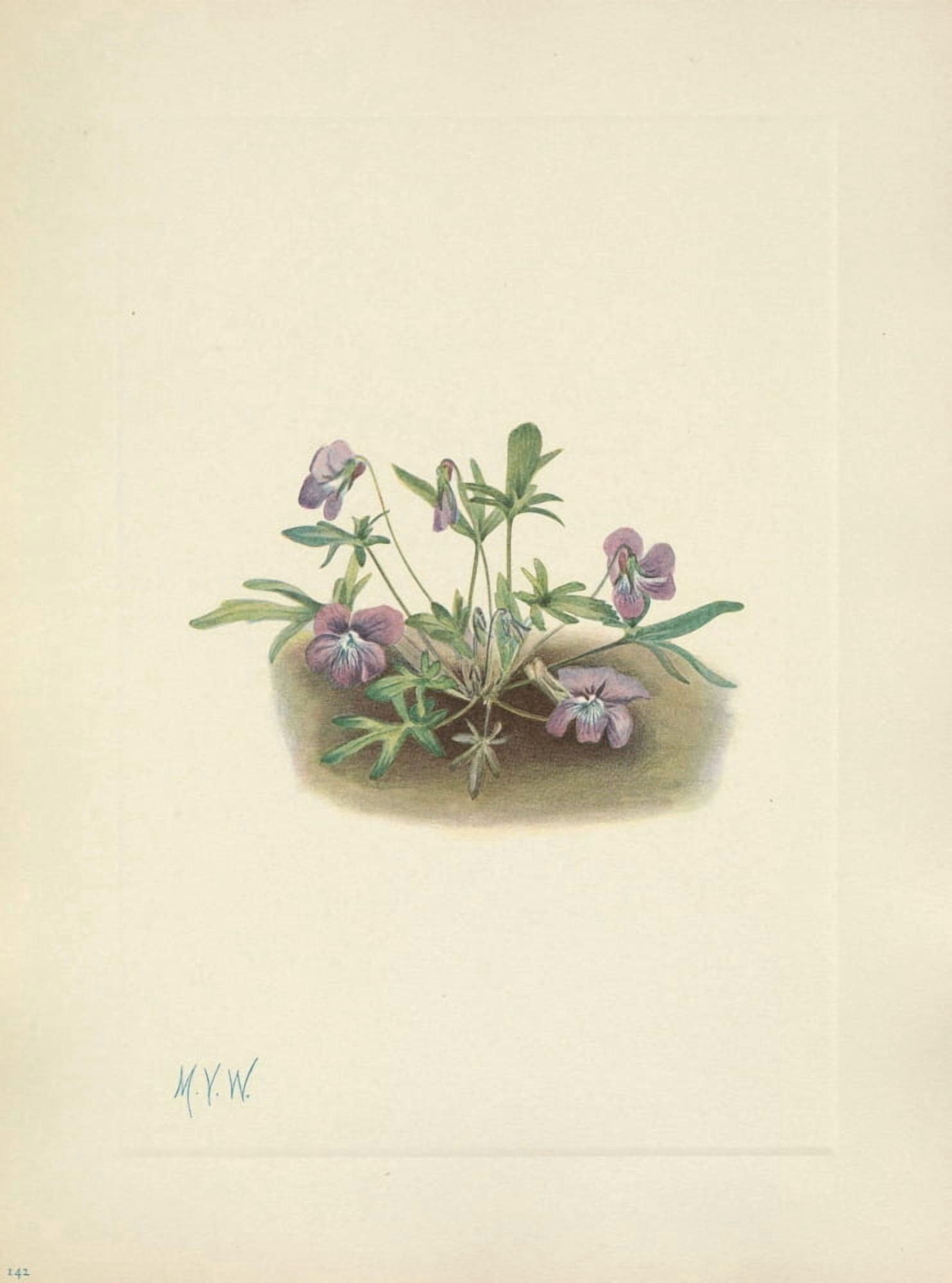 N American Wild Flowers 1925 Southern Coast Violet Canvas Art - Mary V Walcott (18 x 24)