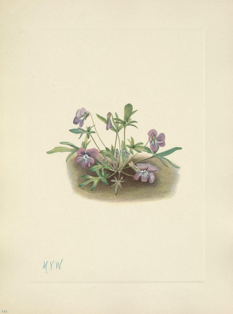 N American Wild Flowers 1925 Southern Coast Violet Canvas Art - Mary V Walcott (24 x 36)