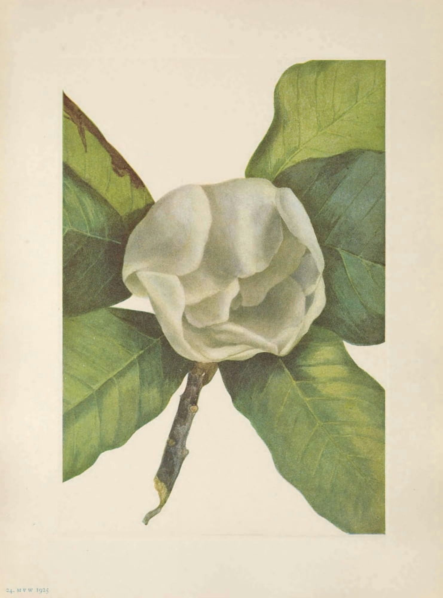 N American Wild Flowers 1925 Southern Magnolia Flower Canvas Art - Mary V Walcott (18 x 24)