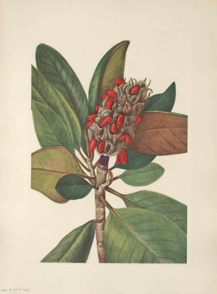 N American Wild Flowers 1925 Southern Magnolia Fruit Canvas Art - Mary V Walcott (18 x 24)