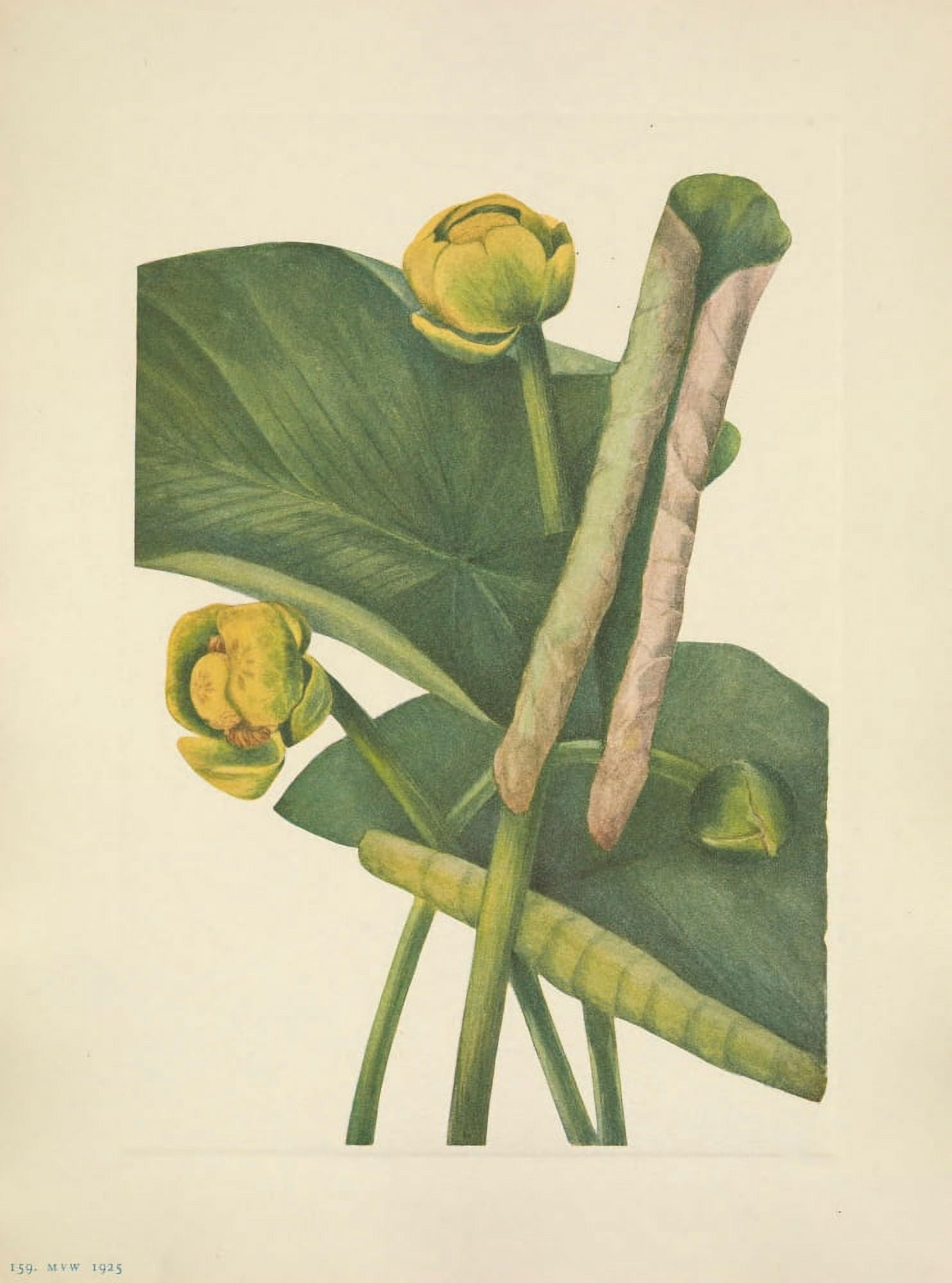 N American Wild Flowers 1925 Spatterdock Canvas Art - Mary V Walcott (24 x 36)
