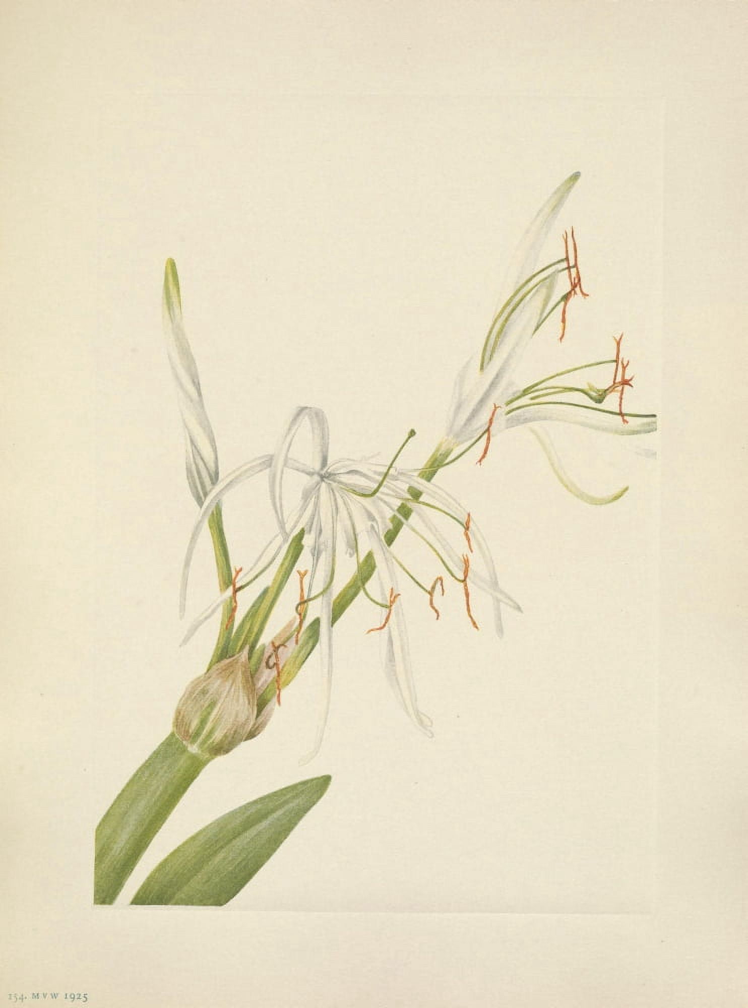 N American Wild Flowers 1925 Spiderlily Canvas Art - Mary V Walcott (18 x 24)