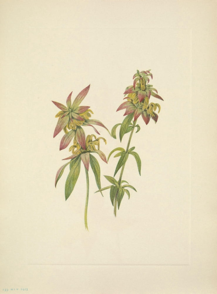N American Wild Flowers 1925 Spotted Beebalm Canvas Art - Mary V Walcott (24 x 36)