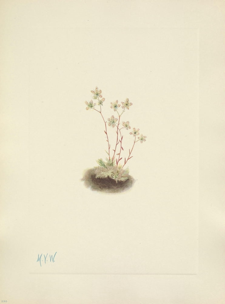 N American Wild Flowers 1925 Spotted Saxifrage Canvas Art - Mary V Walcott (24 x 36)