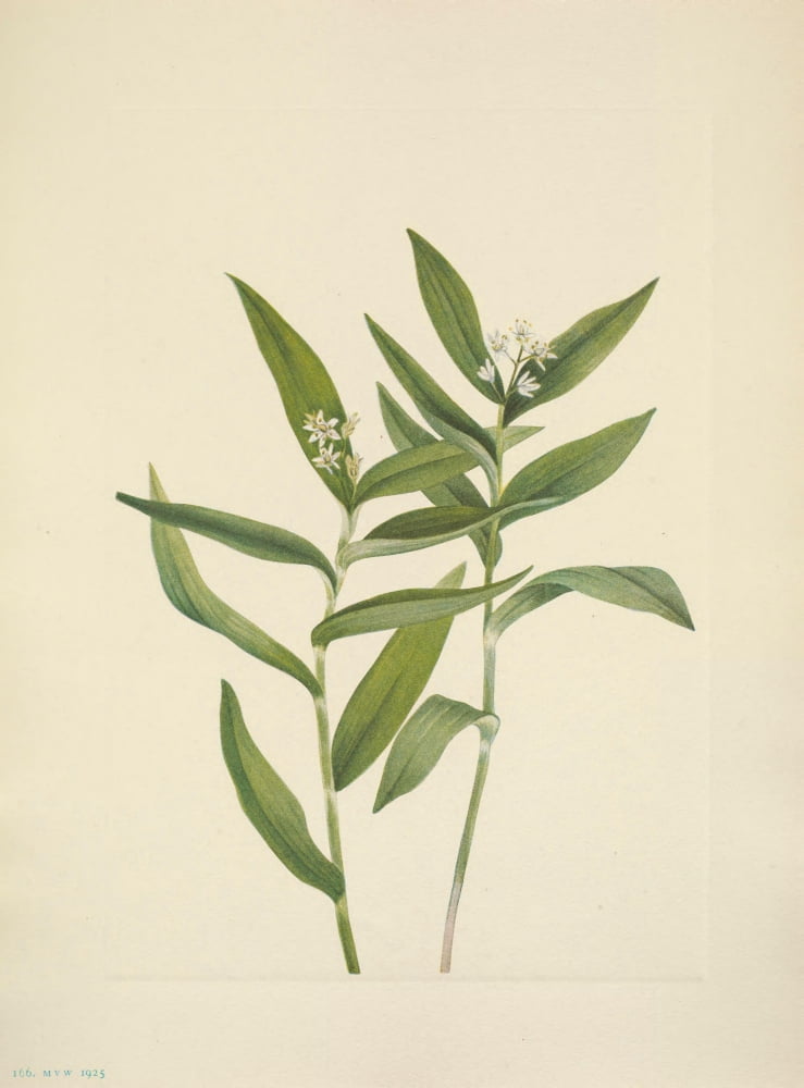 N American Wild Flowers 1925 Star Solomonplume Canvas Art - Mary V Walcott (24 x 36)