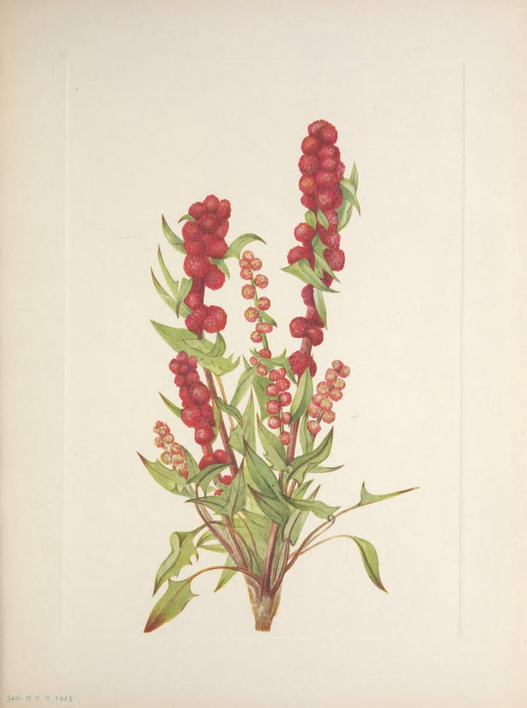 N American Wild Flowers 1925 Strawberry-blite Canvas Art - Mary V Walcott (24 x 36)