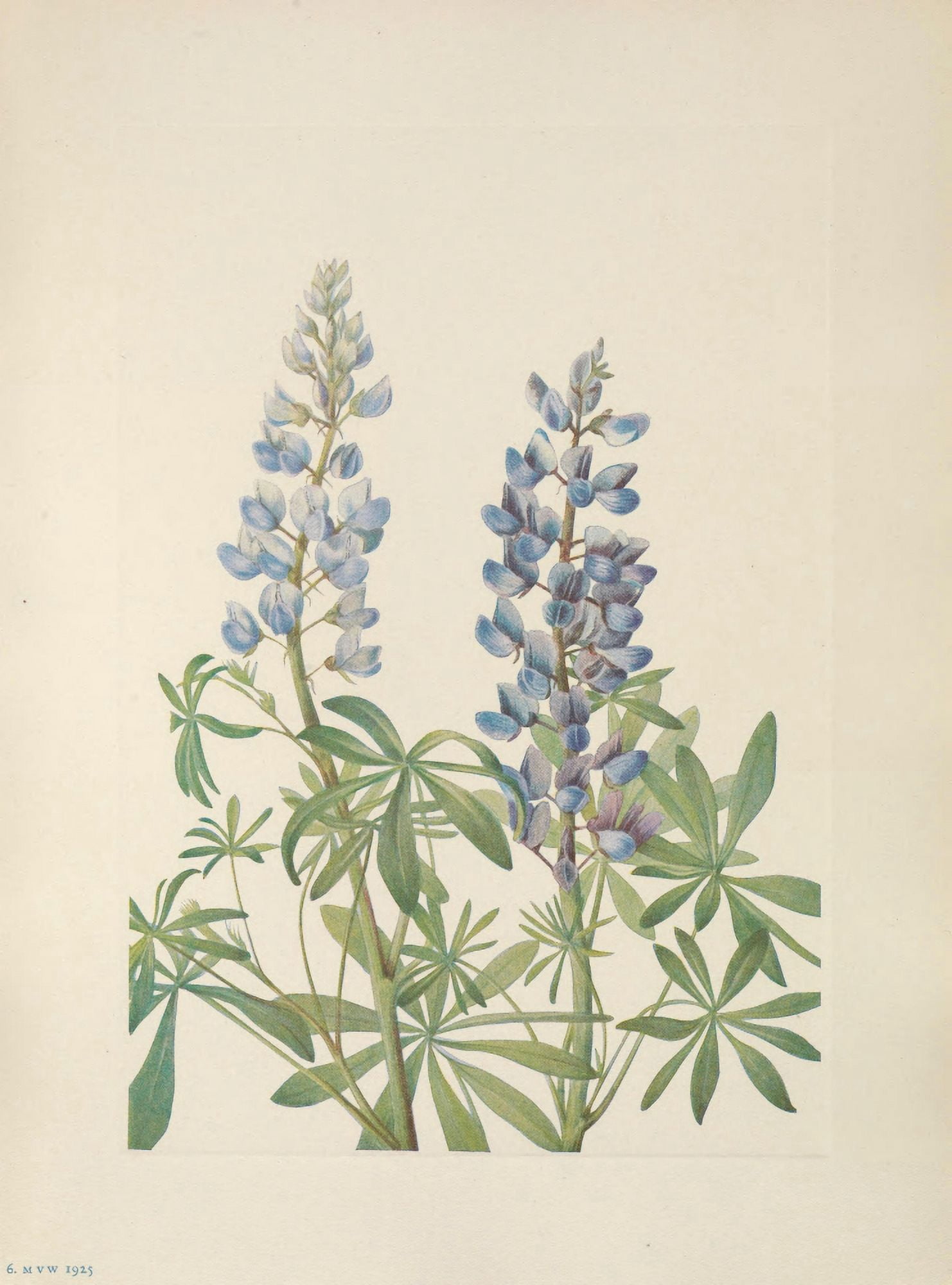 N American Wild Flowers 1925 Sundial Lupine Canvas Art - Mary V Walcott (18 x 24)