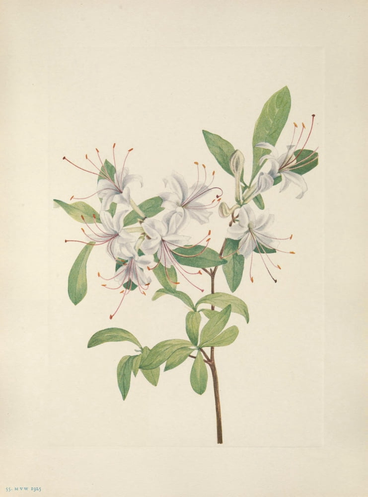 N American Wild Flowers 1925 Sweet Azalea Canvas Art - Mary V Walcott (18 x 24)