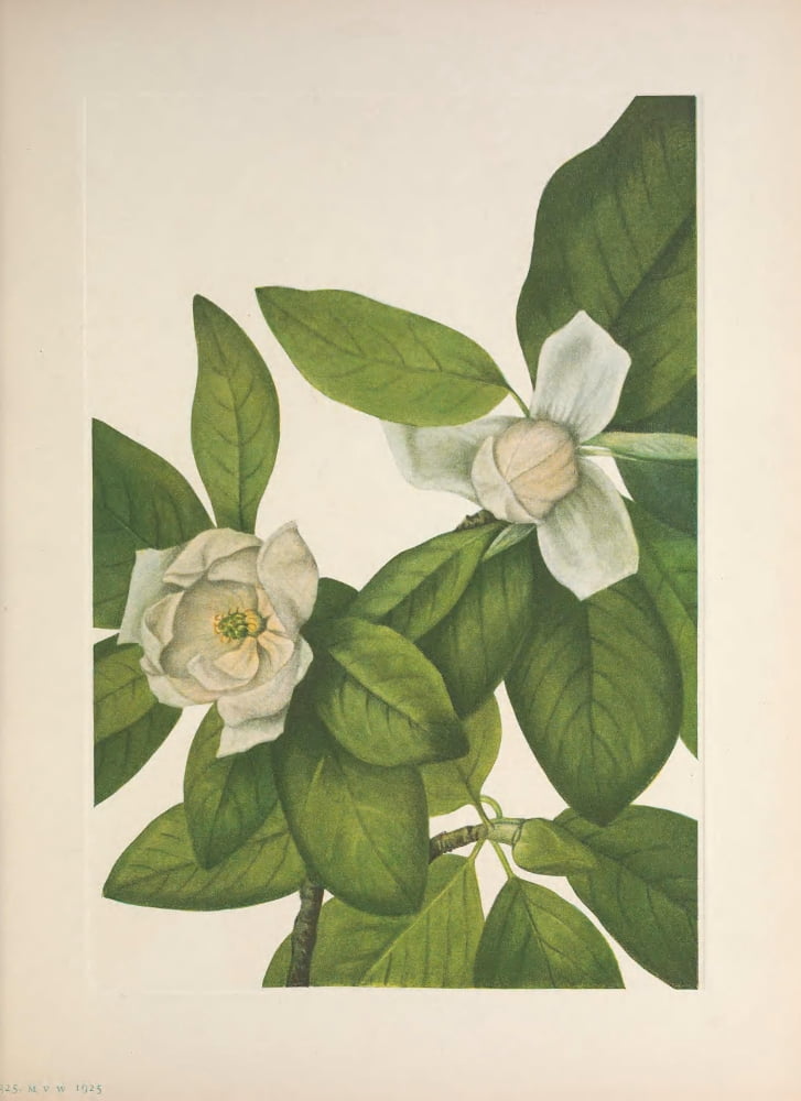 N American Wild Flowers 1925 Sweet Bay Canvas Art - Mary V Walcott (18 x 24)