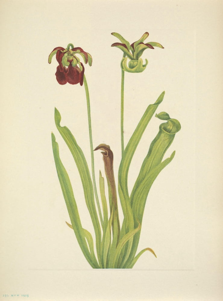 N American Wild Flowers 1925 Sweet Pitcherplant Canvas Art - Mary V Walcott (24 x 36)