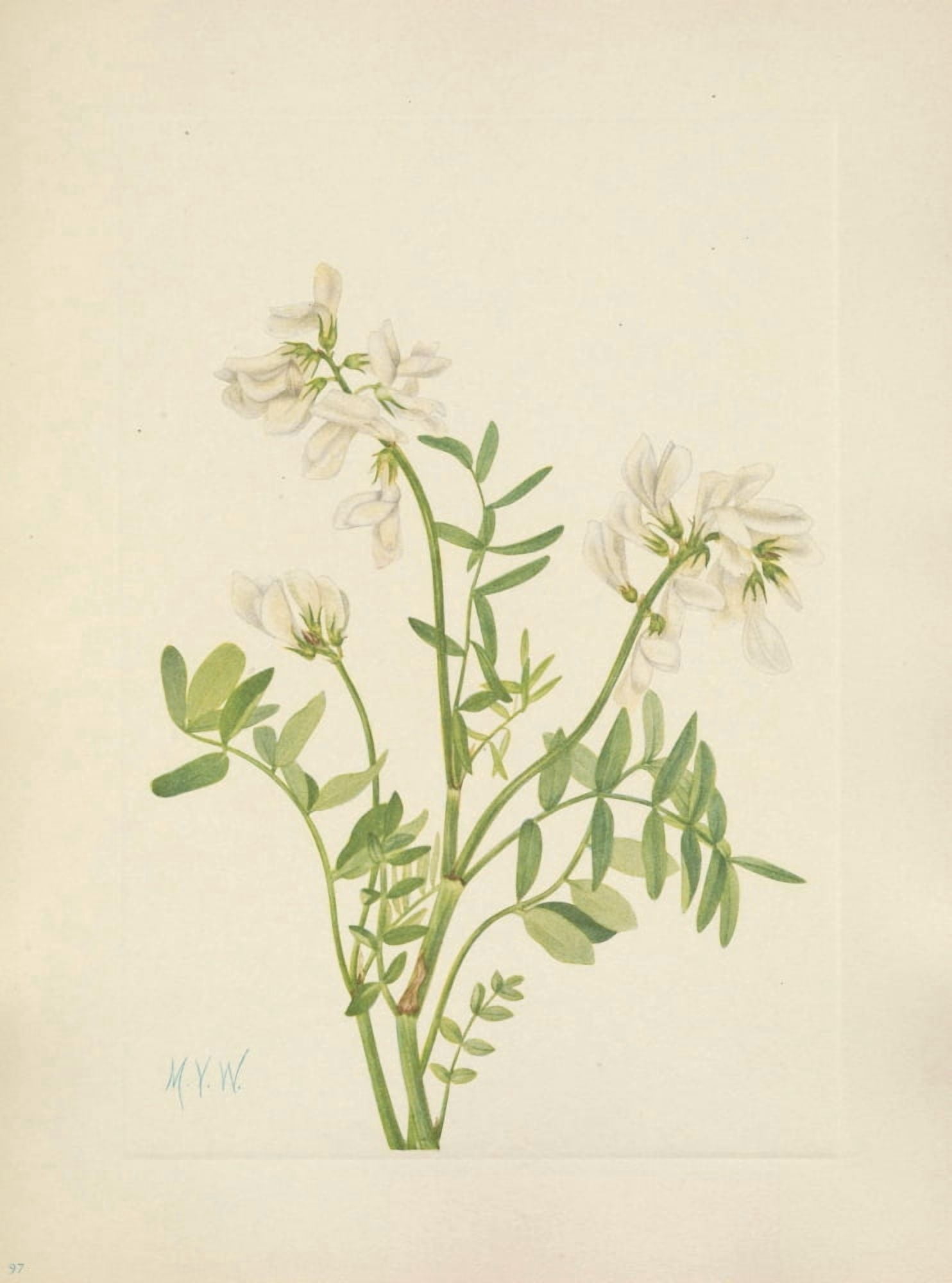 N American Wild Flowers 1925 Sweetvetch Canvas Art - Mary V Walcott (18 x 24)