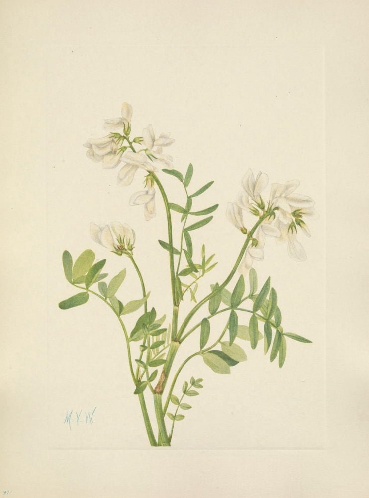 N American Wild Flowers 1925 Sweetvetch Canvas Art - Mary V Walcott (24 x 36)